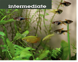 Caring for Your Live Plant Aquarium
