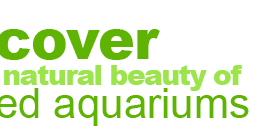 Discover the Natural Beauty of Planted Aquariums