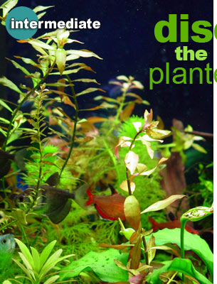 Discover the Natural Beauty of Planted Aquariums