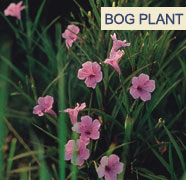 Prevent Algae with Pond Plants