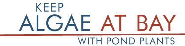 Prevent Algae with Pond Plants