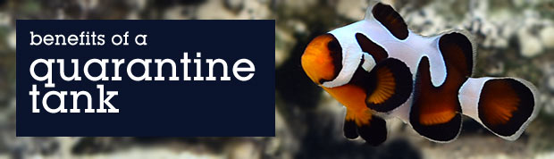 The Importance of a Quarantine Tank