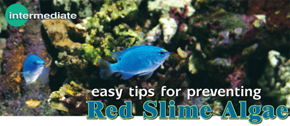 How to Prevent Red Slime Algae in Marine Aquariums