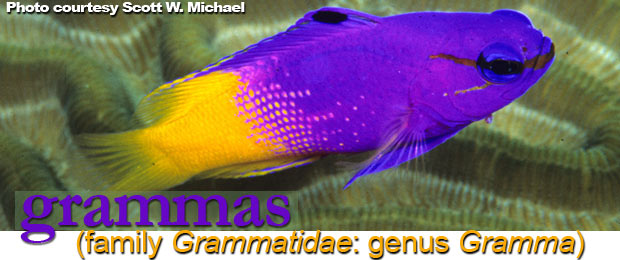 Grammas (Family Grammatidae: Genus Gramma) Royal Gramma (Gramma loreto)
