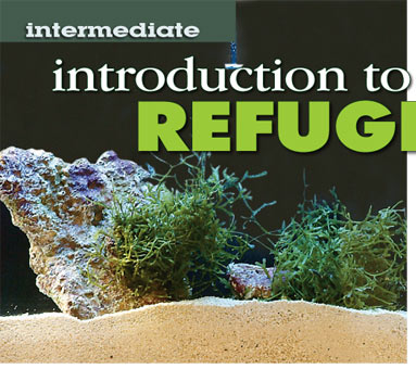 Introduction to Refugiums
