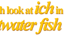 How to Identify & Prevent Saltwater Ich
