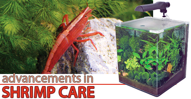 Aquarium Products for Successful Shrimp Care