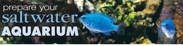 Stocking Your Saltwater Aquarium