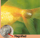 Fish Lice: Photo courtesy TFH Publications