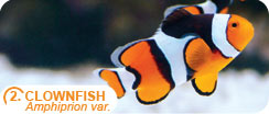 Popular Saltwater Fish for Beginners - Clownfish