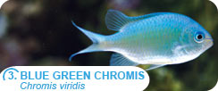 Popular Saltwater Fish for Beginners - Blue Green Chromis