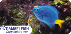 Popular Saltwater Fish for Beginners - Damselfish