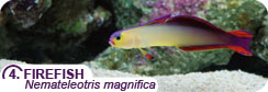 Popular Saltwater Fish for Beginners - Firefish