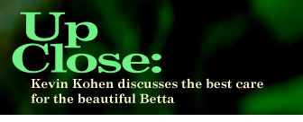 Up Close: Kevin Kohen discusses The Best Care for the Beautiful Betta