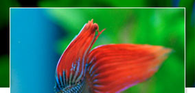 Up Close: Kevin Kohen discusses The Best Care for the Beautiful Betta
