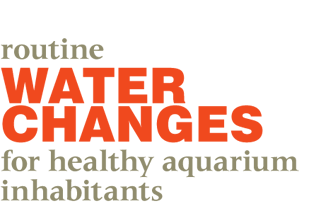 Aquarium Fish Health: Importance of Water Changes in Fresh and Saltwater Aquariums