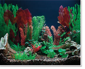 Freshwater Aquarium viewed under 10,000°K Lighting