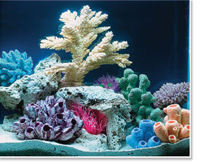 Saltwater Aquarium viewed under 10,000°K Lighting