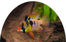 German Blue Ram