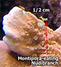 Montipora-eating Nudibranch can reach up to 1/2 cm