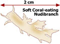 Soft Coral-eating Nudibranch can reach up to 2 cm