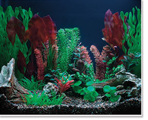 Freshwater Aquarium viewed under 20,000°K Lighting