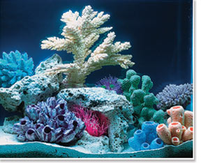 Saltwater Aquarium viewed under 20,000°K Lighting
