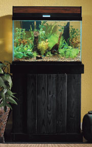 Planted aquarium