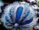 Blue Tux Pincushion Urchin