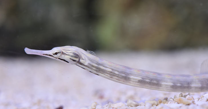 Dragonface Pipefish: Protect Your Corals from Red Bugs