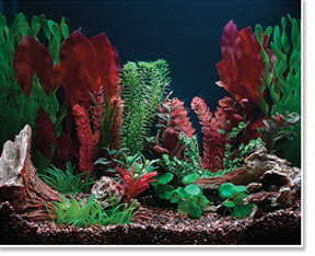 Freshwater Aquarium viewed under 50/50 Lighting