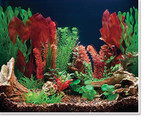 Freshwater Aquarium viewed under Trichromatic (6500°K) Lighting