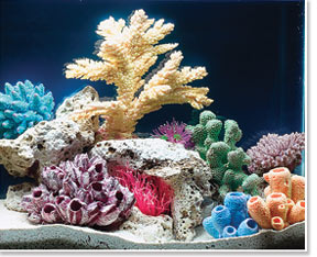 Saltwater Aquarium viewed under Trichromatic (6500°K) Lighting