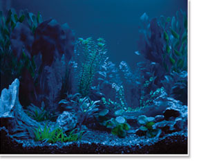 Freshwater Aquarium viewed under Actinic Blue Lighting