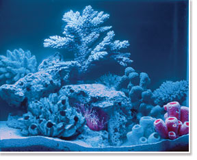 Saltwater Aquarium viewed under Actinic Blue Lighting