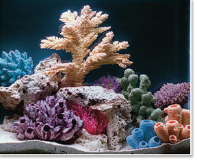 Saltwater Aquarium viewed under Color Enhancing Lighting