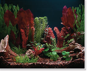 Freshwater Aquarium viewed under Color Enhancing Lighting