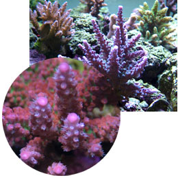 Examples of healthy corals popular for fragging