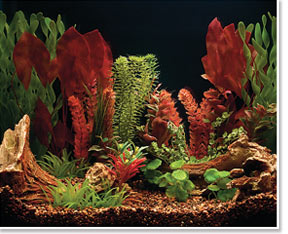 Freshwater Aquarium viewed under Full Spectrum Lighting