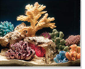 Saltwater Aquarium viewed under Full Spectrum Lighting