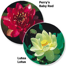 Perry's Baby Red & Lutea Lotus
