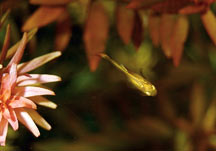 Juvenile Fry