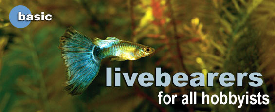 aquarium guppies