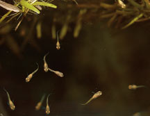 Newborn Fry