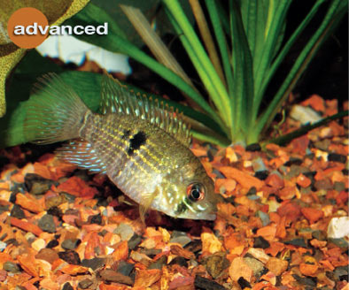 Prevent old tank syndrome with clean water