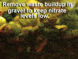Remove waste buildup in gravel to keep nitrate levels low.