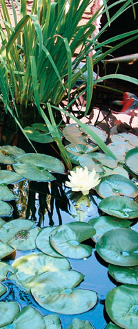 Successful Pond Planting