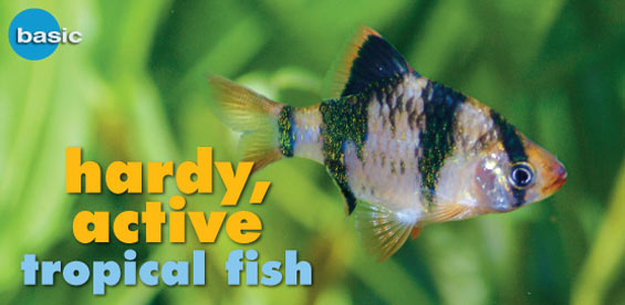 Schooling Freshwater Fish