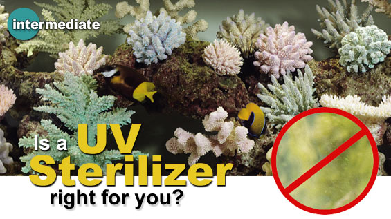 Aquarium Uv Sterilizer