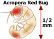 Red Bugs are approximately 1/2 mm in length